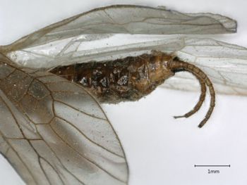 Media type: image;   Entomology 11352 Aspect: abdomen